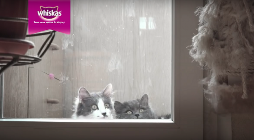 Ролик Whiskas® от BBDO Moscow стал одним самых популярных рекламных видео на YouTube